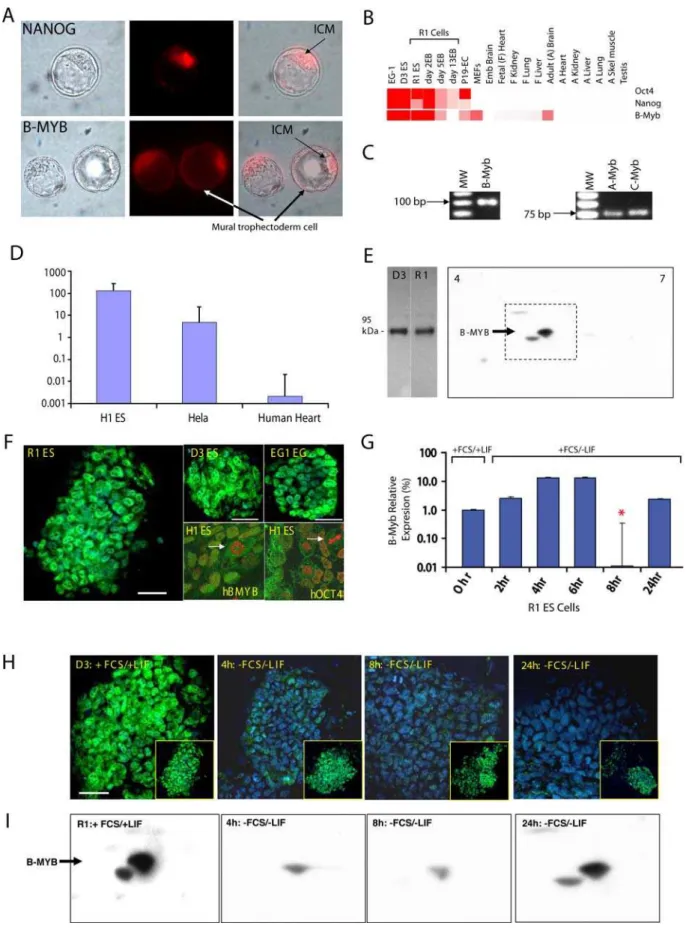 Figure 1. Mybl2 gene products are abundant in pluripotent stem cells and are dynamically regulated during differentiation