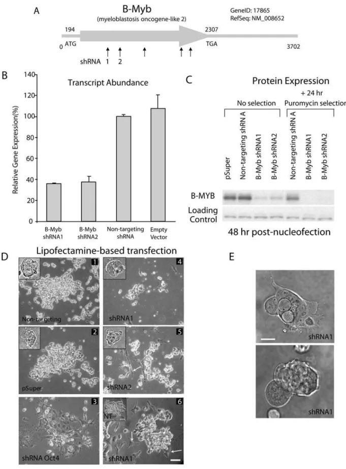 Figure 2. shRNAs specifically knockdown B-Myb in ES cells. A) Line drawing of B-Myb and location of silencing shRNAs tested in this study