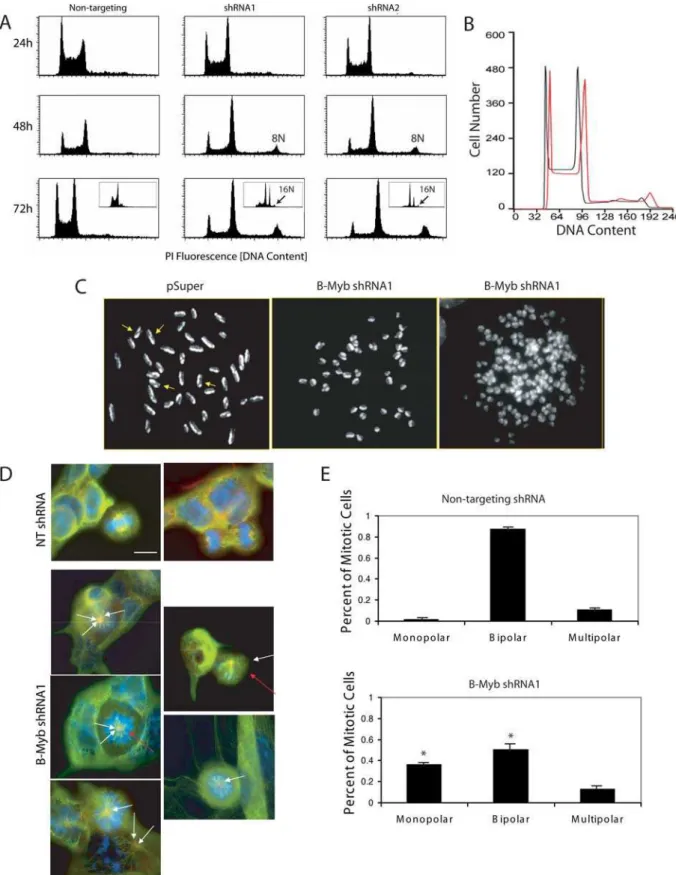 Figure 4. DNA analysis of R1 ES cells. A) DNA content was measured by flow cytometry in non-synchronized ES cells that had been fixed and stained with propidium iodine following nucleofection with shRNA