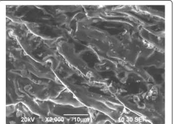 Figure 1 SEM micrograph of prepared used black tea leaves (UBTL).