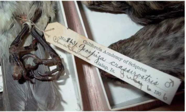 Figure 3. Chatham Mockingbird ( Mimus melanotus ) collected in May 1899 from San Cristobal Island (in CAS collection)