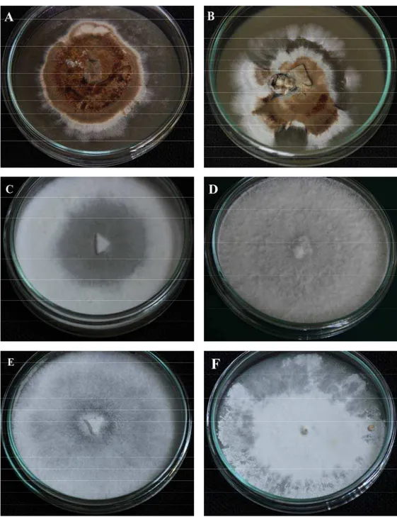 Fig. 2. General aspect of lignicolous basidiomycetes in vitro cultures grown on different media in 9  mm Petri dishes: A – Polyporus squamosus (on adapted media); B – Polyporus squamosus (on PDA); 