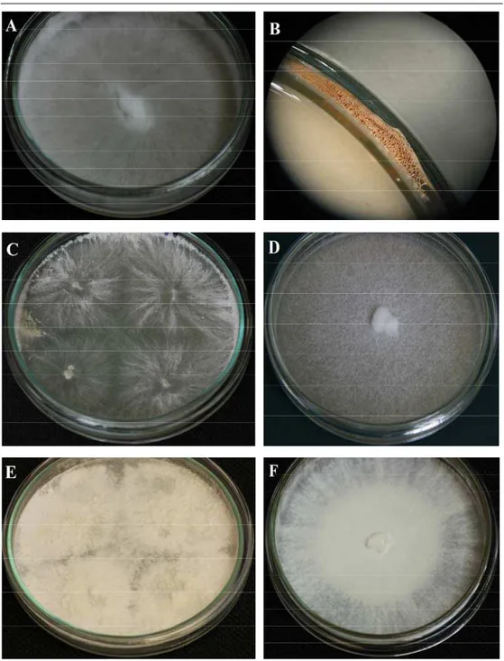 Fig. 1. General aspect of lignicolous basidiomycetes in vitro cultures on adapted media in 9 mm Petri  dish: A – Bjerkandera fumosa; B – Fruiting body of Bjerkandera fumosa; C – Crepidotus applanatus; 
