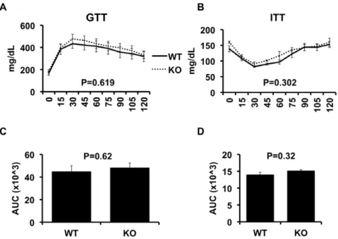 Figure 4. Glucose and insulin tolerance in wild-type and CD1d null mice. High fat fed wild-type (WT, n = 11) and CD1d null (KO, n = 9) mice underwent glucose tolerance tests (GTT) as described in Methods