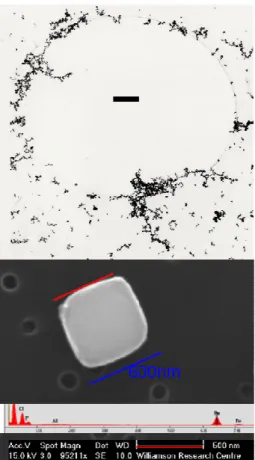 Fig. 1. (Top) Electron micrograph of amorphous iron oxide particles generated photo- photo-chemically (scale bar in centre represents 2 microns)