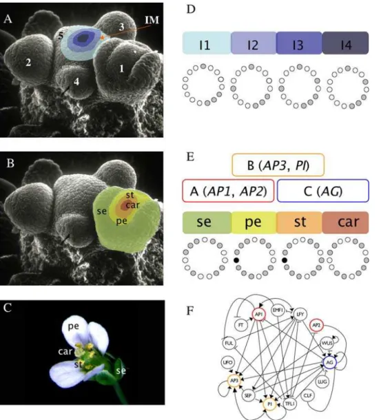 Figure 1. Flower development and gene network underlying primordial floral organ cell-fate determination in Arabidopsis thaliana 