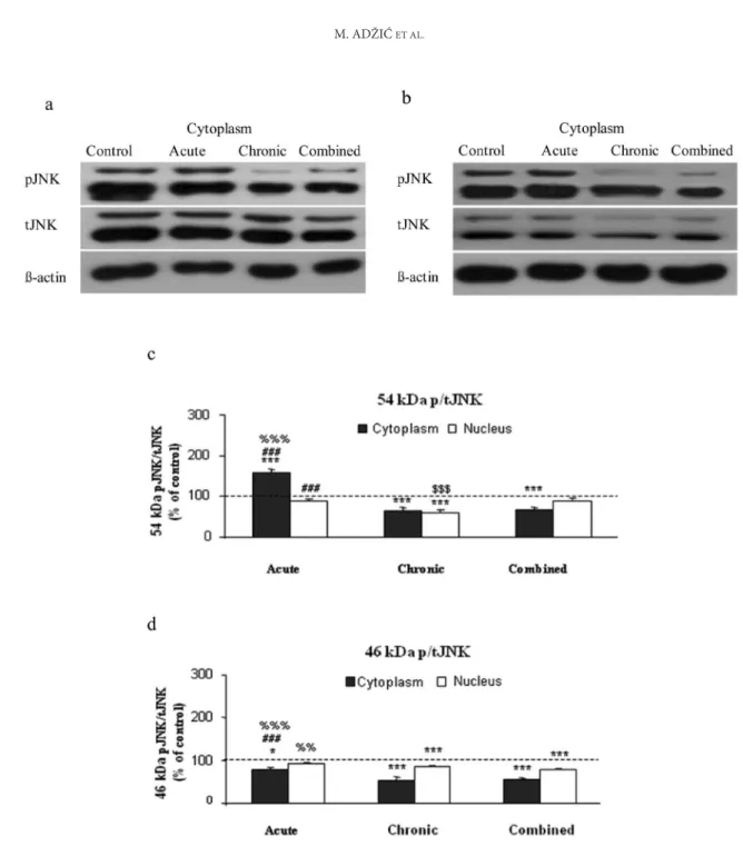 Fig. 1. Western blot experiment demonstrating the efects of acute, chronic, or combined stress on the total level of JNKs (tJNK1 at  46 kDa and tJNK2/3 at 54 kDa) and their respective phosphoisoforms (pJNKs) in the cytoplasm (a) and nucleus (b) of the Wist