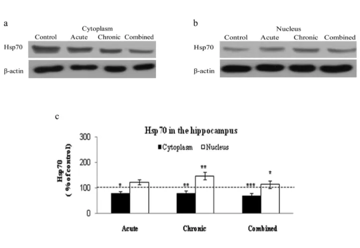 Fig. 2. Western blot experiment demonstrating the efects of acute, chronic, or combined stress on the level of Hsp70 in the cyto- cyto-plasm (a) and nucleus (b) of the Wistar rat hippocampus