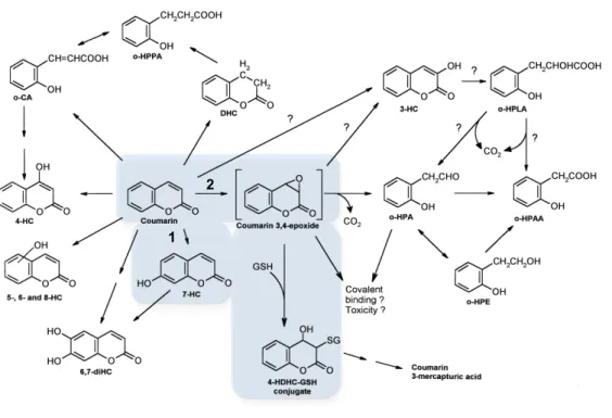 Figura 4.1. Esquema com algumas das vias do metabolismo da coumarina. 1) hidroxilação do anel aromático na  posição  7  (via  mais  comum);  2)  Formação  do  intermediário  3,4-epóxido  e  conjugação  com  GSH  (adaptado  de  Lake , 1999)