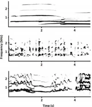 Fig 1. Fragments of chorus howls including different types of vocalizations. Fragments of chorus howl including howls (top), short vocalizations (middle), and long highly-modulated vocalizations (bottom).