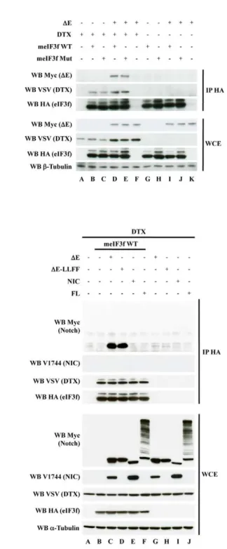 Figure 7. Notch-Delta coculture assay. Modulation of the Notch reporter activity (CSL-luciferase) in Notch1-expressing cells cocultured with Dll1-expressing cells (Lanes B–N) or control cells (Lane A)