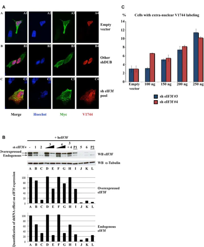 Figure 1. Identification of eIF3f. (A) Immunofluorescence screen. U2OS cells were transfected with a DE expressing vector together with each pool of shRNAs targeting the human DUBs