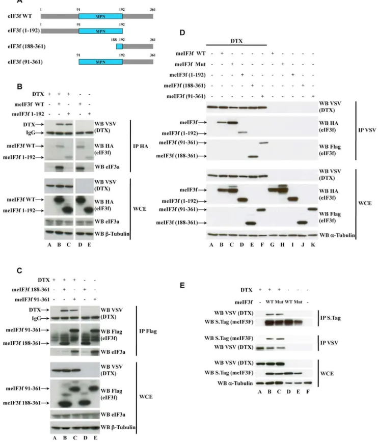 Figure 5. Interactions of eIF3f and DTX. (A) Schematic representation of murine eIF3f deletion mutants
