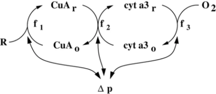 Figure 2. Schematic representation of the mitochondrial submodel. The Cu A centre is reduced by some reducing substrate, termed R