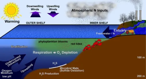 Fig. 1. Schematic diagram illustrating the mechanisms underlying the formation of hypoxia experienced by benthos along continental shelves.