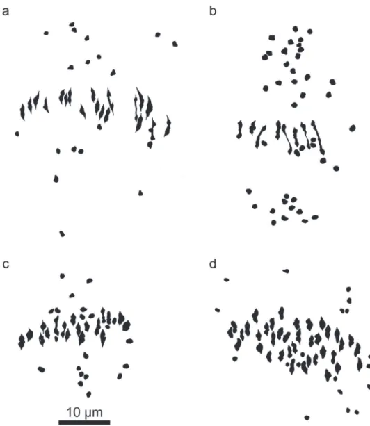 Figure 4. Camera lucida drawings of meiotic metaphase I igures in Kosteletzkya interspeciic hybrids in  which at least one parent is a polyploid