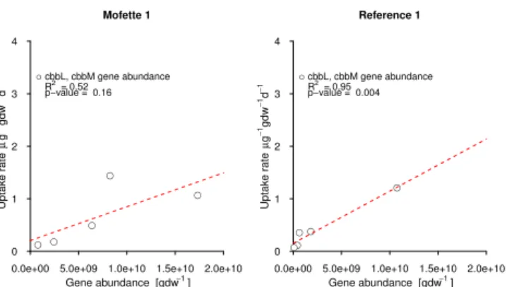Figure 4. Correlation of marker genes encoding for RubisCO and measured uptake rates in mofette soil 1 and reference soil 1 in the soil depth profile from 0 to 40 cm depth