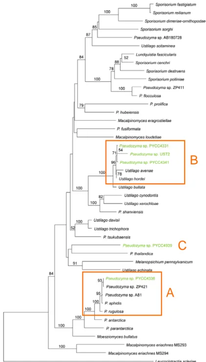 Figura III.A.2. Árvore filogenética baseada na análise de sequências nucleotídicas das regiões  ITS e D1/D2 do rADN 26S para 44 membros de Ustilaginales, obtida com o método  Neighbor-Joining (distância: K3P)