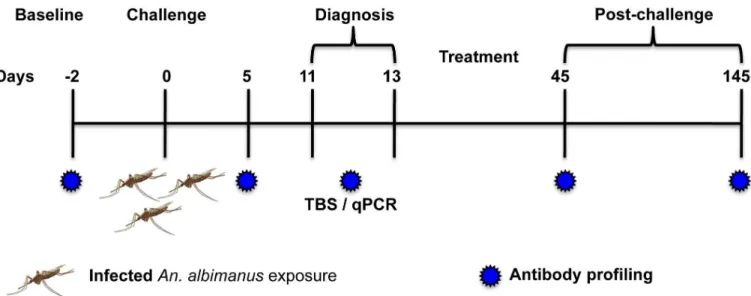Fig 1. Schematic representation of the study. Na ï ve (n = 7) and semi-immune (n = 9) volunteers were challenged by exposure to the bites of 2–4 P