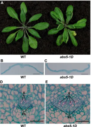 Figure 1. Phenotypes of abs5-1D . A. Leaf rosettes of five-week-old wild type and abs5-1D mutant