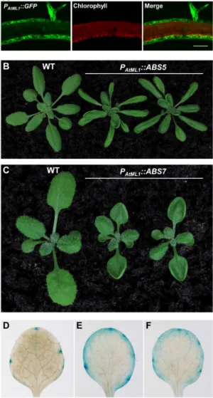Figure 8. Effects of epidermal specific expression of ABS5 / T5L1 or ABS7 / MYB101 . A