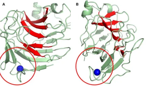 Figure 3. Topology diagram of Cip1. Secondary structure of Hypocrea jecorina Cip1 coloured in rainbow from N-terminal blue to C-terminal red.
