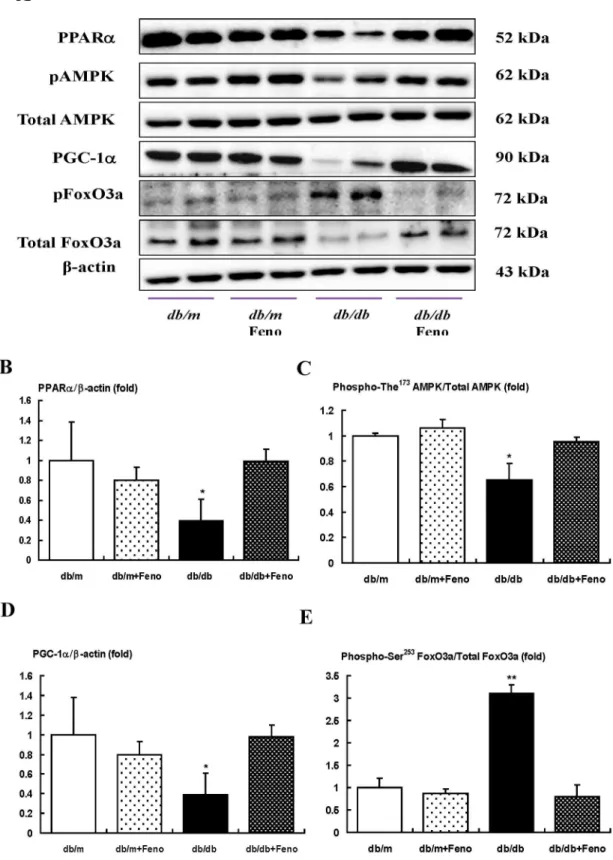 Figure 8. PPAR a , Phospho-AMPK Thr 172 , total AMPK, PGC-1 a , and phospho-FoxO3a Ser 253 and total FoxO3a levels in the renal medullar of the db/m and db/db mice with or without fenofibrate treatment
