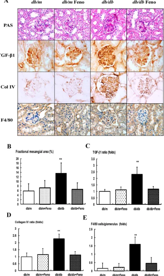 Figure 1. Changes in glomerular phenotypes in fenofibrate-treated db/db mice. Glomerular mesangial fractional area, TGF-b1 and collagen IV (Col IV) expression, and a F4/80-positive cell infiltration in the glomerulus in the cortical area of the db/m and db