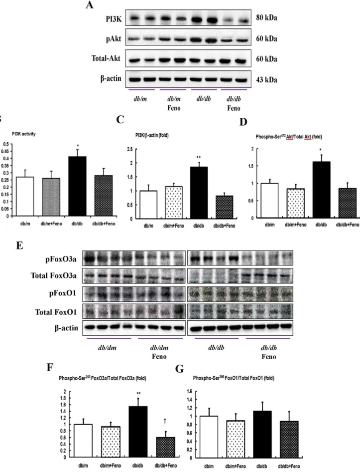 Figure 3. PI3K activity, PI3K, phospho–Akt Ser 472 , total Akt, phospho-FoxO3a Ser 253 and total FoxO3a, and phospho-FoxO1 Ser 256 total FoxO1 in the renal cortex of the db/m and db/db mice with or without fenofibrate treatment