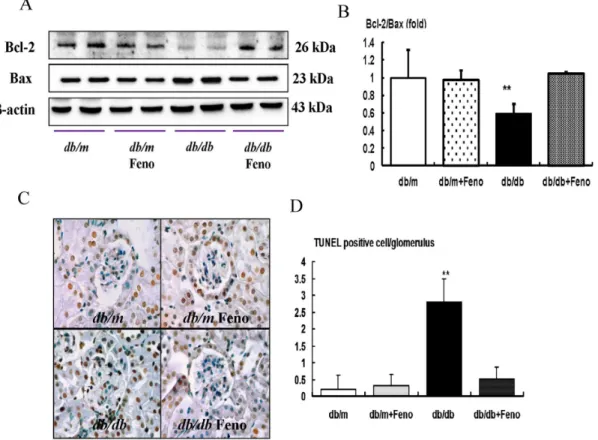 Figure 4. Pro-apoptotic BAX, anti-apoptotic BCL-2, and TUNEL assay in the renal cortex of db/m and db/db mice with or without fenofibrate treatment