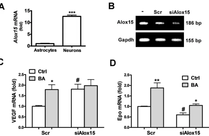 Figure  2.    Effects  of  12/15-LOX  knockdown  on  the  baicalein-induced  Epo  and  VEGF  gene  expression