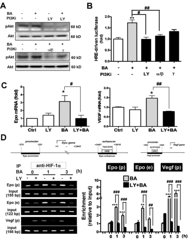 Figure  3.    Effects  of  PI3K  inhibitors  on  the  baicalein–activated  HIF1α  and  Epo/VEGF  gene  transcription  in neurons