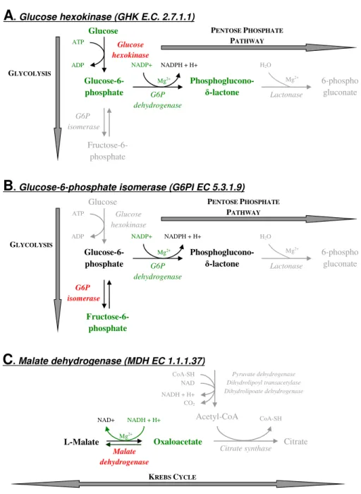 Fig. 1. Enzymatic reactions mediated by the two enzymes involved in glycolysis ((A) GHK: glucose hexokinase, (B) G6PI: glucose-6- glucose-6-phosphate isomerase) and the enzyme involved in the Krebs cycle ((C) MDH: malate dehydrogenase) used to quantify the