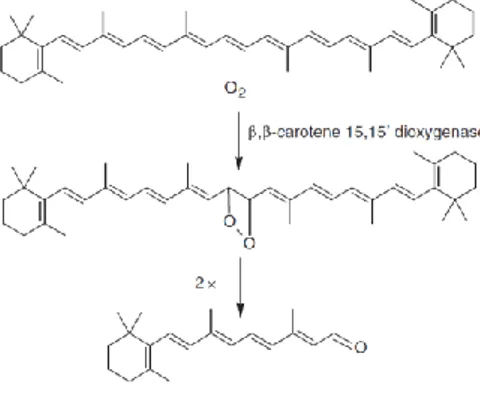 Figura 2. Clivagem do β-caroteno pela enzima 15-15’ β-caroteno dioxigenase. 