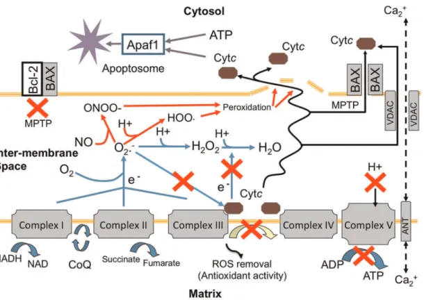 Figure 8. Schematic model of mitochondrial breakdown and representation of host cytochrome c (cyt c ) interactions with electron transport, reactive oxygen species (ROS) and release mechanisms leading to cell death within hyperthermic stressed cnidarian ho
