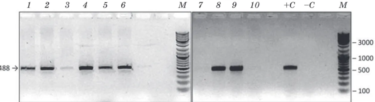 Fig. 2. Electrophoregramm of the amplification products to indicate the presence of CP4 epsps gene.