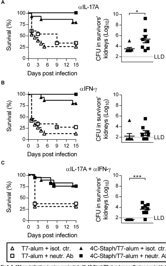 Fig 6. IL-17A neutralization in mice vaccinated with 4C-Staph/T7-alum has no effect on survival but increases the bacterial load in kidneys upon i.p
