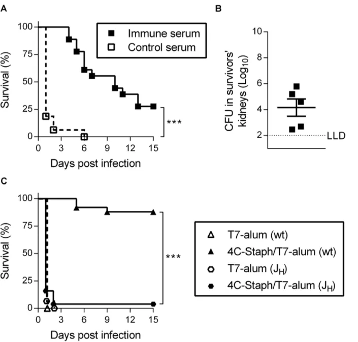 Fig 3. One dose of 4C-Staph/T7-alum induces protective antibodies. Sera from mice immunized with 4C-Staph/T7-alum (immune serum), or T7-alum as negative control (control serum), by 32 days were pooled and injected i.v