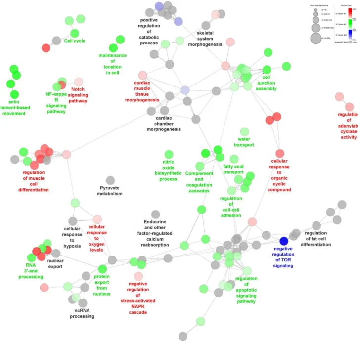 Figure 6. Differentiation cluster network based on functionally enriched GO terms and KEGG pathways