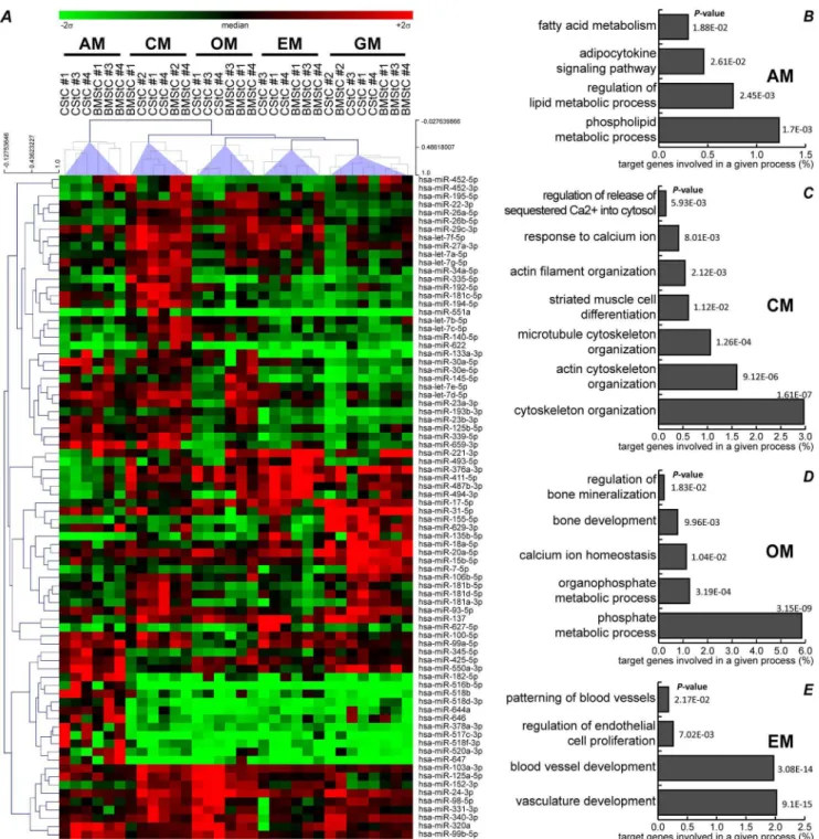 Figure 4. miRs specifically influenced by differentiation media. ( A ) Heatmap representing the expression of 80 miRs significantly modulated by differentiation stimuli (FDR # 0.01) independently from the tissue of origin