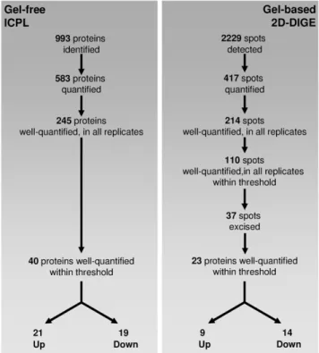 Figure 3. Comparison of the different steps of protein identification and quantification between the two  experimen-tal workflows.