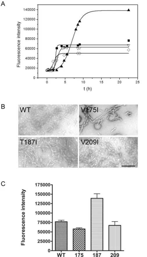 Figure 2. In vitro conversion of isoleucine mutants. A) In vitro fibrillization of wild-type (&amp;), V175I ( e ), T187I ( m ), and V209I ( , ) mPrPs followed by fluorescence intensity of thioflavin T