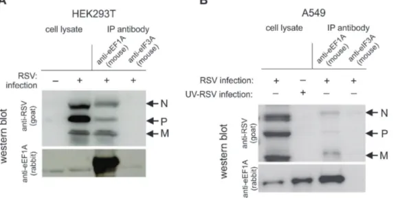 Figure 4. RSV nucleocapsid (N), phosphoprotein (P) and matrix (M) bind to eEF1A in a live virus infection
