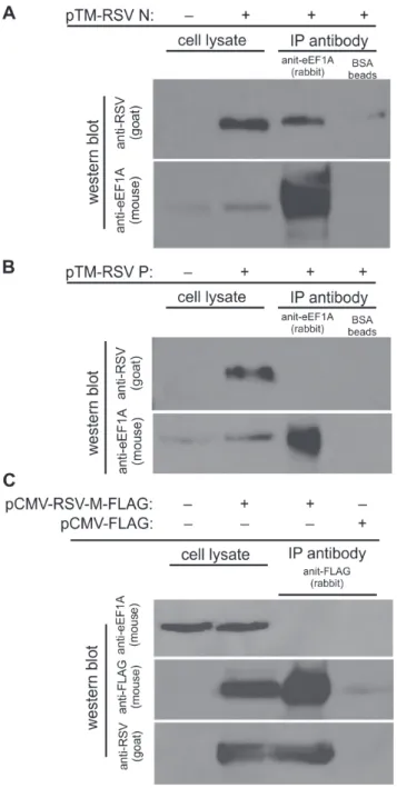 Figure 5. Nucleocapsid (N), but not phosphoprotein (P) or matrix (M) protein bind to eEF1A when expressed singly from plasmids