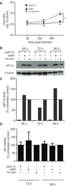 Figure 1. Down-regulation of eEF1A reduces the amount of infectious virus released from RSV- RSV-infected cells