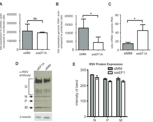 Figure 2. Down-regulation of eEF1A reduces RSV genome expression, but not mRNA transcription or protein expression