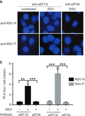 Figure 3. Nucleocapsid (N) and phosphoprotein (P) co-localise with host eEF1A in a live virus infection