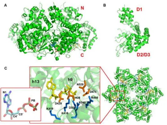 Figure 1. The structural features of LTag helicase and its nucleotide pocket. (A) The side view of the hexamer structure of LTag helicase.
