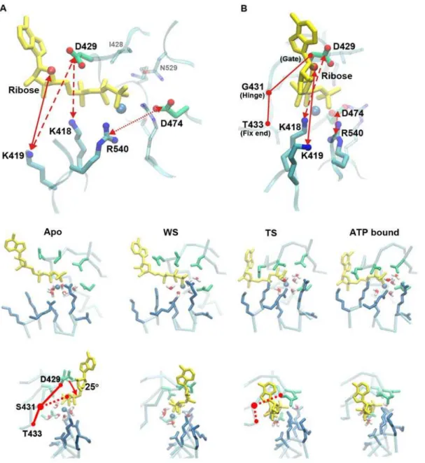 Figure 2. The ATP binding procedure. (A,B) The bottom and side views of the binding pocket residue and the ATP plus Mg 2+ (the sphere colored in blue) complex