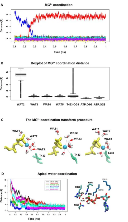 Figure 6. Mg 2+ coordination transition procedure. (A) The distance profile between Mg2 + cation and the coordinated residues; (B) The box plot of the distance between Mg2+ and the coordinated residues; (C) The attacking of T433 to the Mg-ATP complex